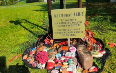 Dąb czerwony „Kamil”